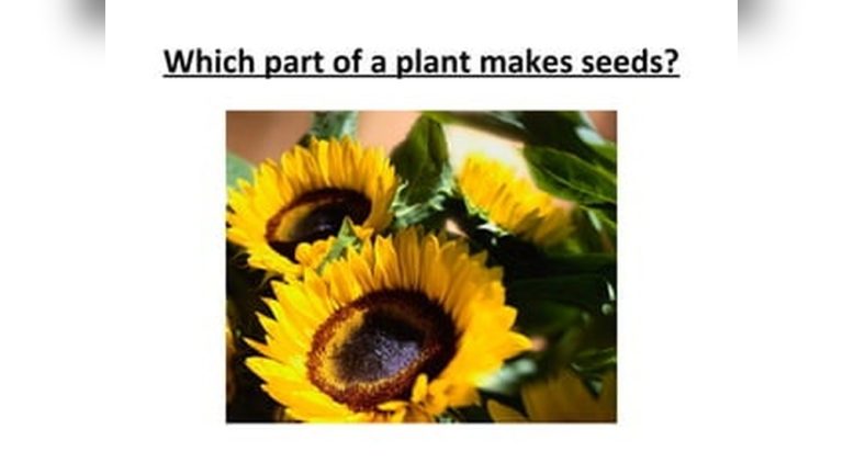 Which Part of the Plant Makes Seeds