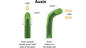 Which Plant Hormone Is Responsible for Phototropism?