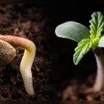 Which Plants Are Usually the First to Live in Soil?