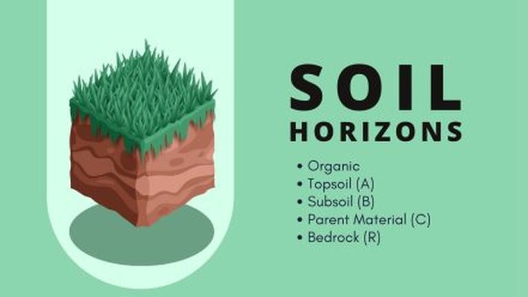 Which Soil Horizon Contains the Most Organic Matter?