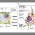 Which Statement About Plant And Animal Cells Is True? Explained