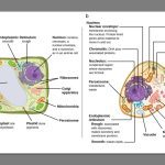 Which Statement About Plant And Animal Cells Is True? Explained
