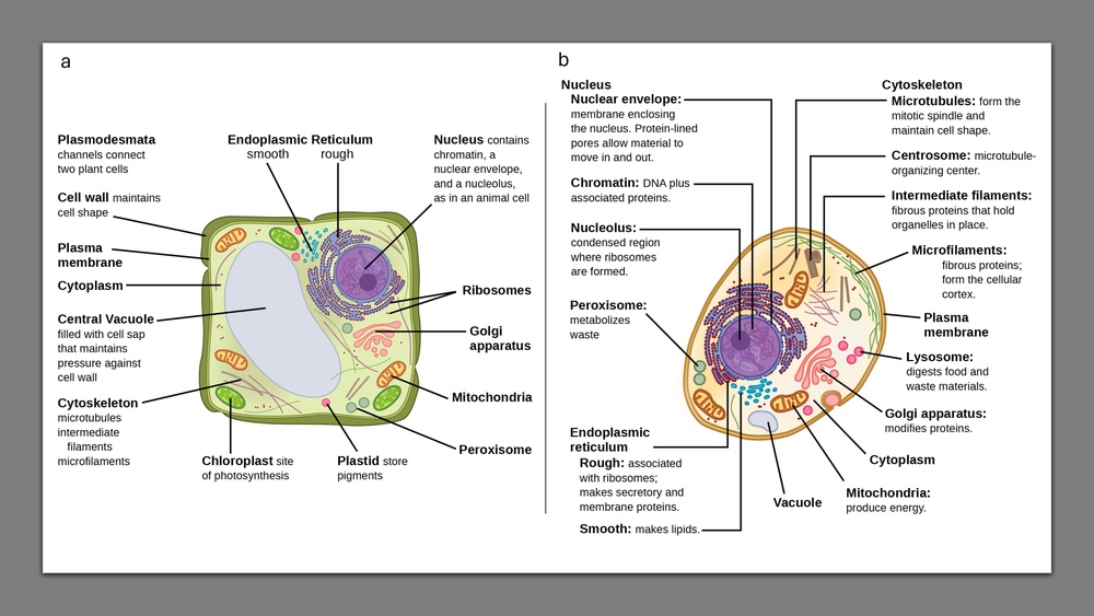 Which Statement About Plant And Animal Cells Is True? Explained