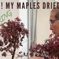 Why Are My Japanese Maple Bonsai Leaves Drying Out?