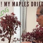 Why Are My Japanese Maple Bonsai Leaves Drying Out?
