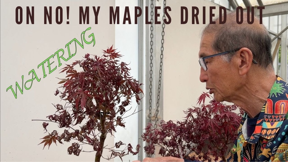 Why Are My Japanese Maple Bonsai Leaves Drying Out?