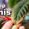 Why Are the Leaves on My Avocado Plant Turning Brown? Fixed