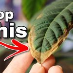 Why Are the Leaves on My Avocado Plant Turning Brown? Fixed