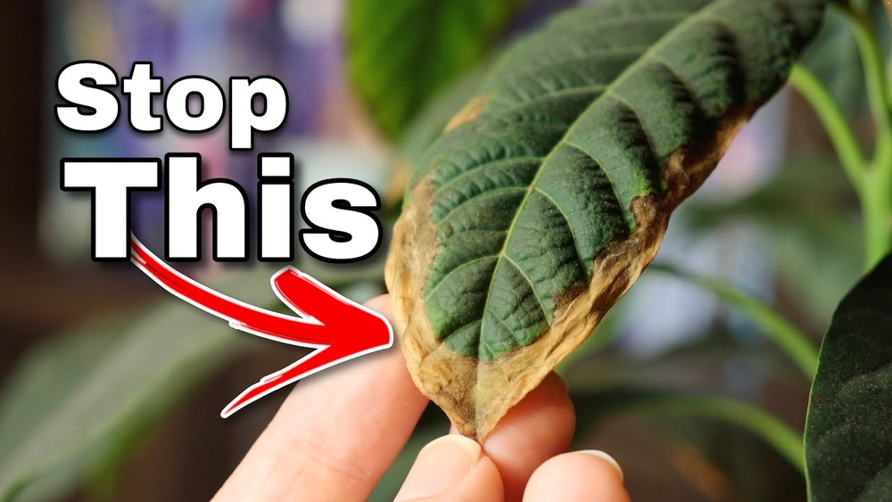 Why Are the Leaves on My Avocado Plant Turning Brown? Fixed