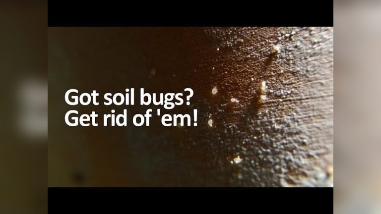 Why Are There Tiny White Bugs in My Plant'S Soil? Fix It Now