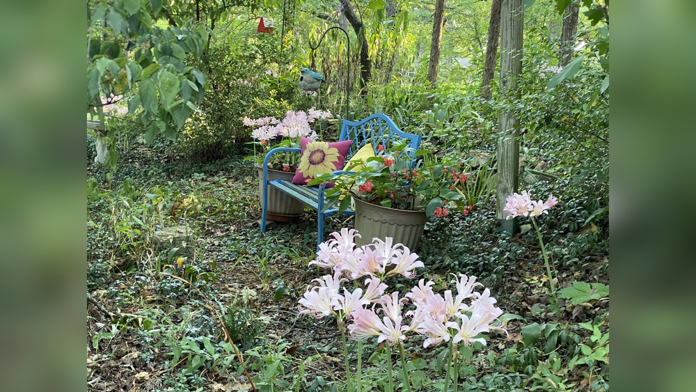 Why Charlotte'S Region Is Surprisingly Great for Gardens