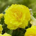 Why Did the Gardener Plant a Light Bulb? The Funny Truth