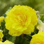 Why Did the Gardener Plant a Light Bulb? The Funny Truth