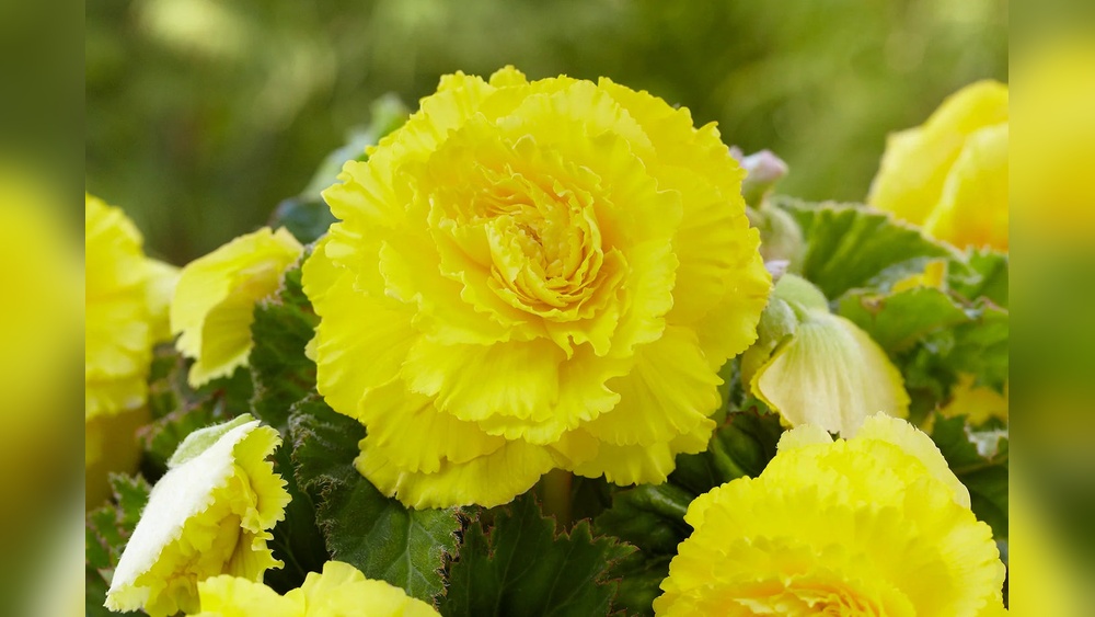 Why Did the Gardener Plant a Light Bulb? The Funny Truth