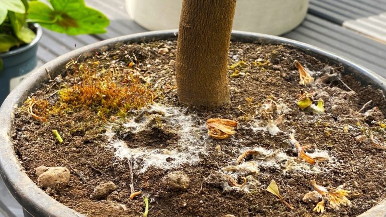 Why Does the Top of My Plant Soil Look Moldy? Causes & Fixes