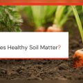 Why Healthy Soils Are Important for the Food Chain