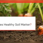 Why Healthy Soils Are Important for the Food Chain