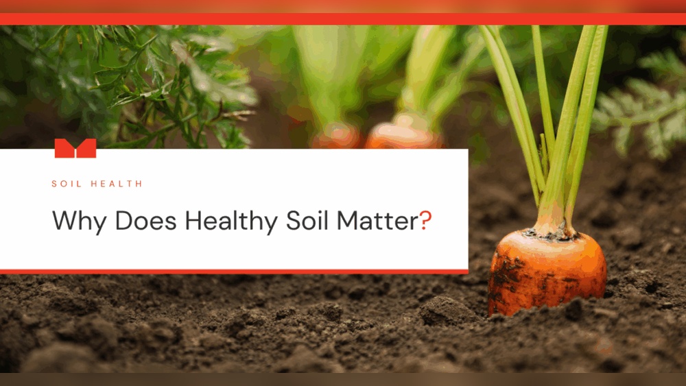 Why Healthy Soils Are Important for the Food Chain