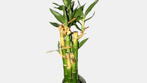 Why Is My Bamboo Stalk Turning Yellow in Soil? Fix It Now