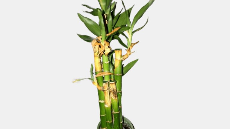 Why Is My Bamboo Stalk Turning Yellow in Soil? Fix It Now