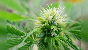 Why Is My Female Plant Producing Seeds? Causes Explained