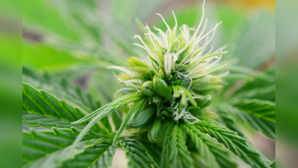 Why Is My Female Plant Producing Seeds? Causes Explained