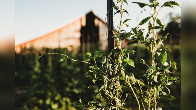 Why You Shouldn'T Water Tomato Plants on the Leaves