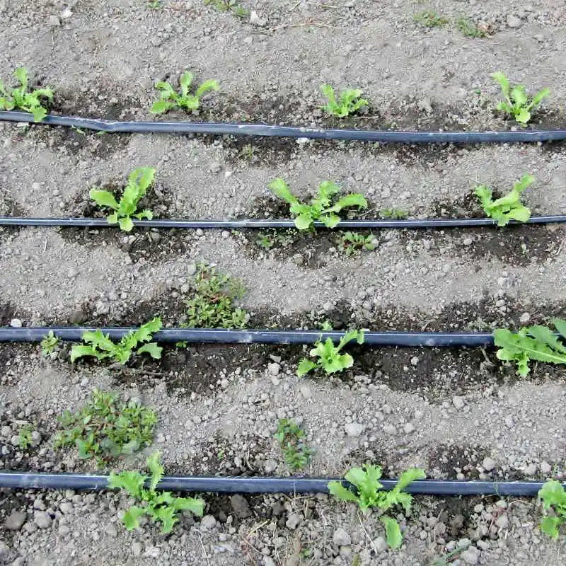 What Vegetables Benefit Most from Soaker Hoses?
