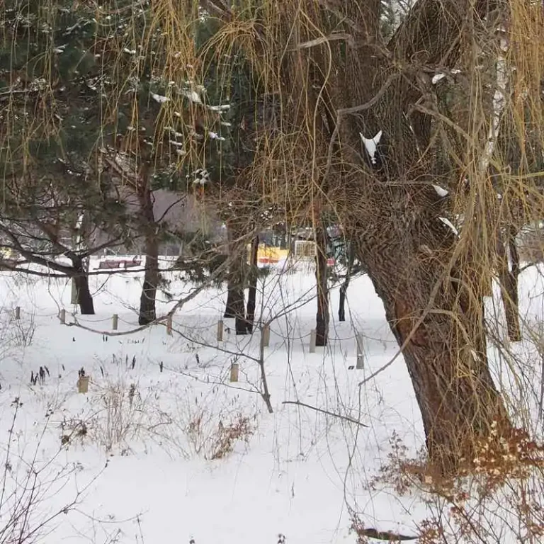 Are The Botanical Gardens In Skokie Open During Winter?