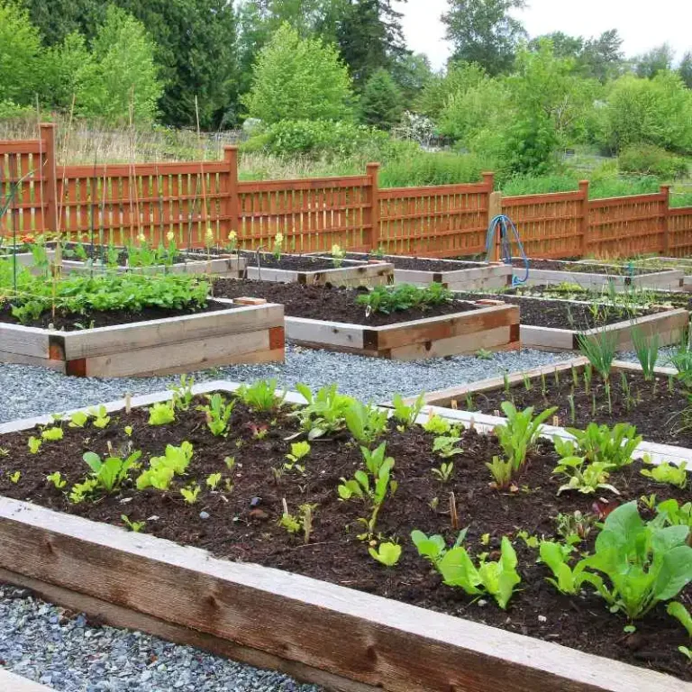 Best Vegetables For Vertical Gardening