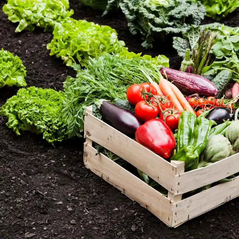 Quick Tips for a Harmonious Garden Experience