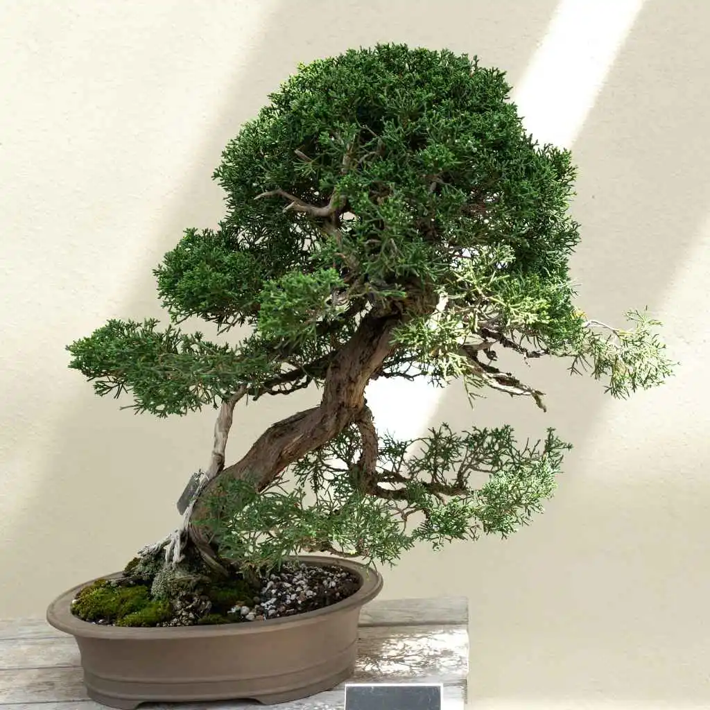 Quick Tips for Wisconsin Juniper Bonsai Winter Care