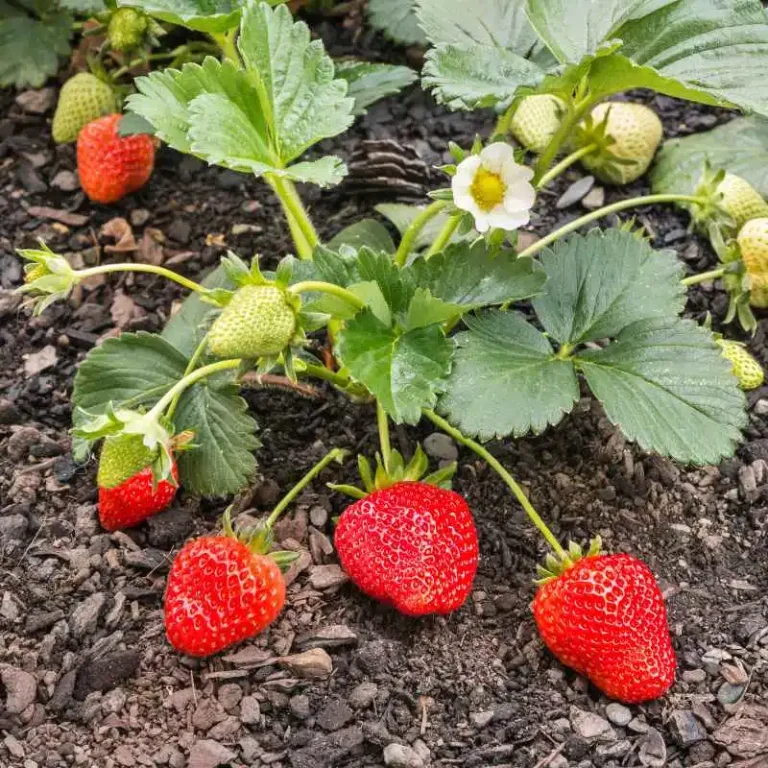 Can You Bring Strawberry Plants Inside for the Winter?