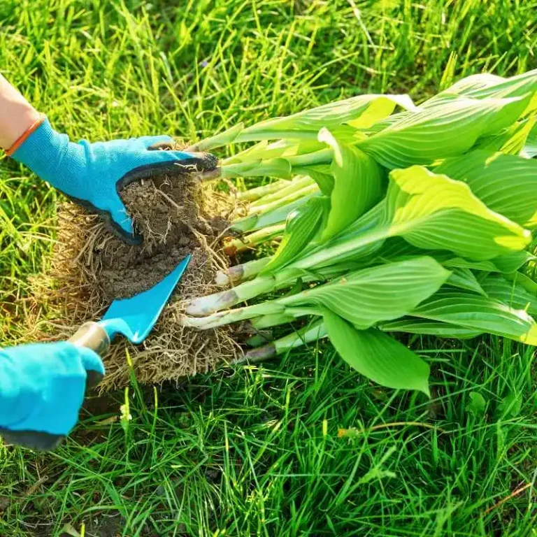 Can You Divide Hostas Without Digging Up The Whole Plant?