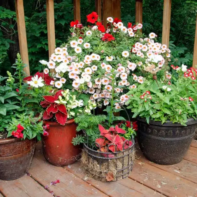 Can You Plant A Perennial Garden Using Container Gardening?