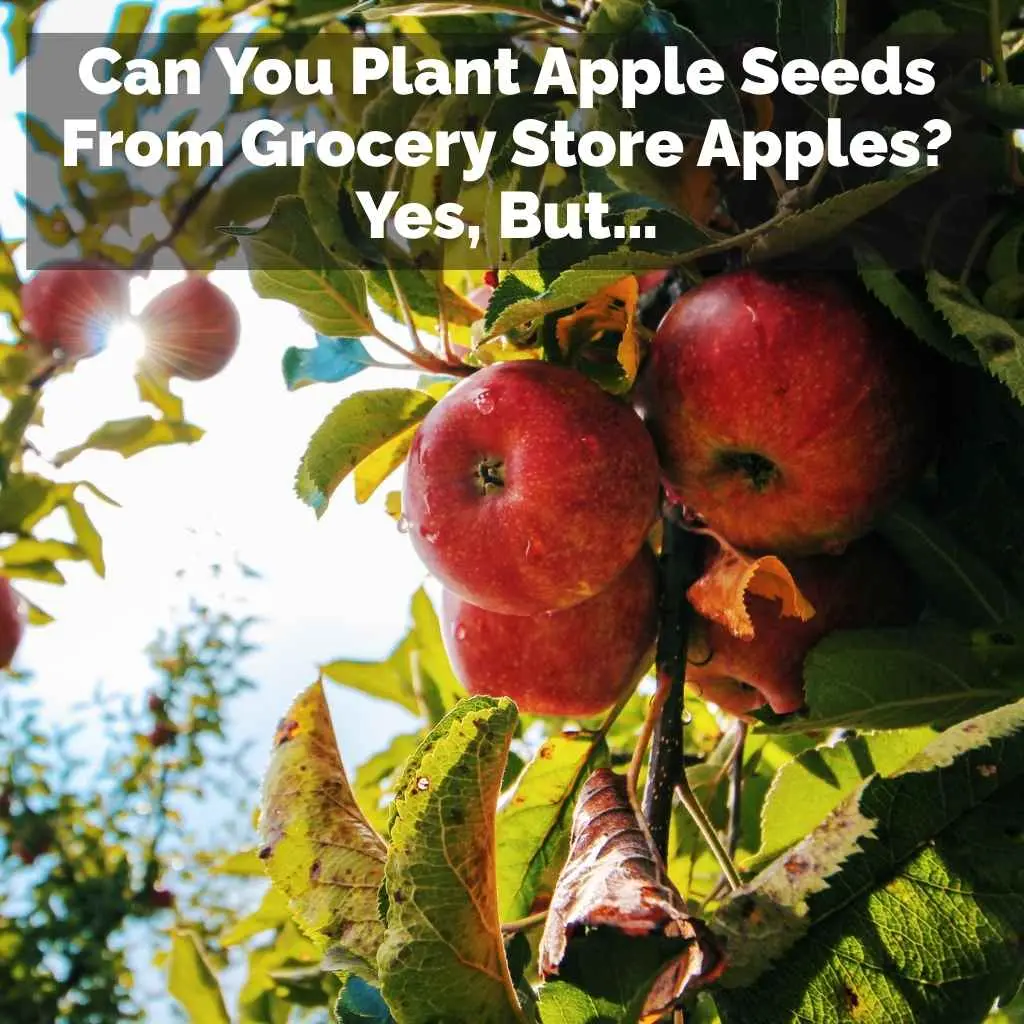 Can You Plant Apple Seeds From Grocery Store Apples