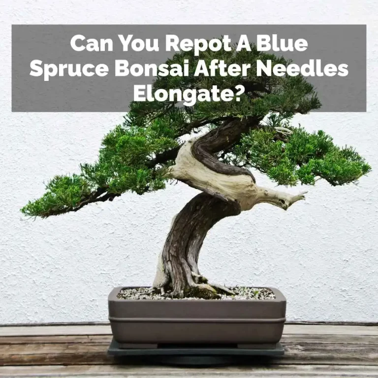 Can You Repot A Blue Spruce Bonsai After Needles Elongate