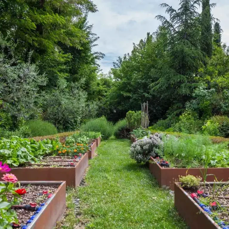 Can You Use Treated Lumber For Vegetable Gardens Safely?