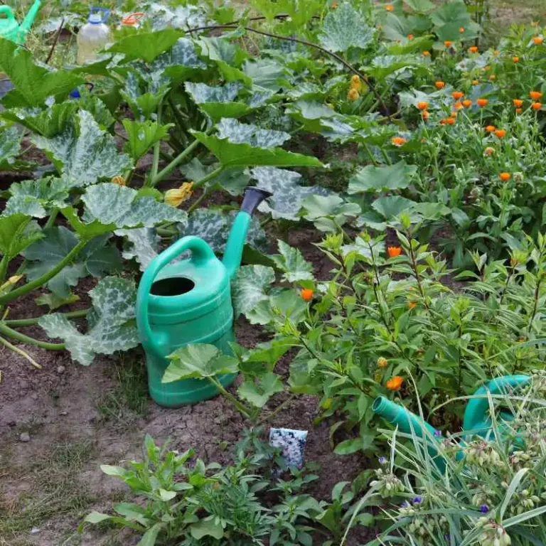 Do Vegetable Gardens Need To Be Watered Every Day