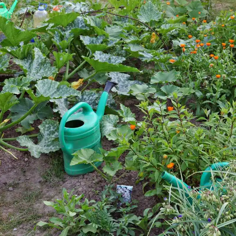 Do Vegetable Gardens Need To Be Watered Every Day