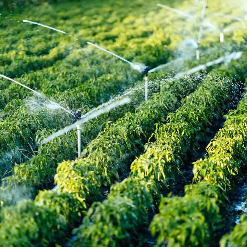 Understanding Drought-Resistant Landscaping