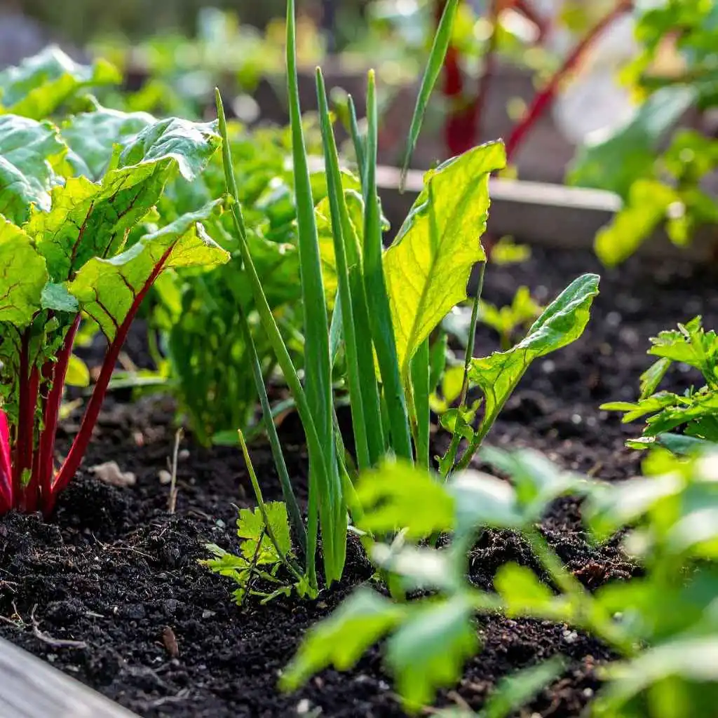 Quick Tips for Your Exotic Garden Adventure