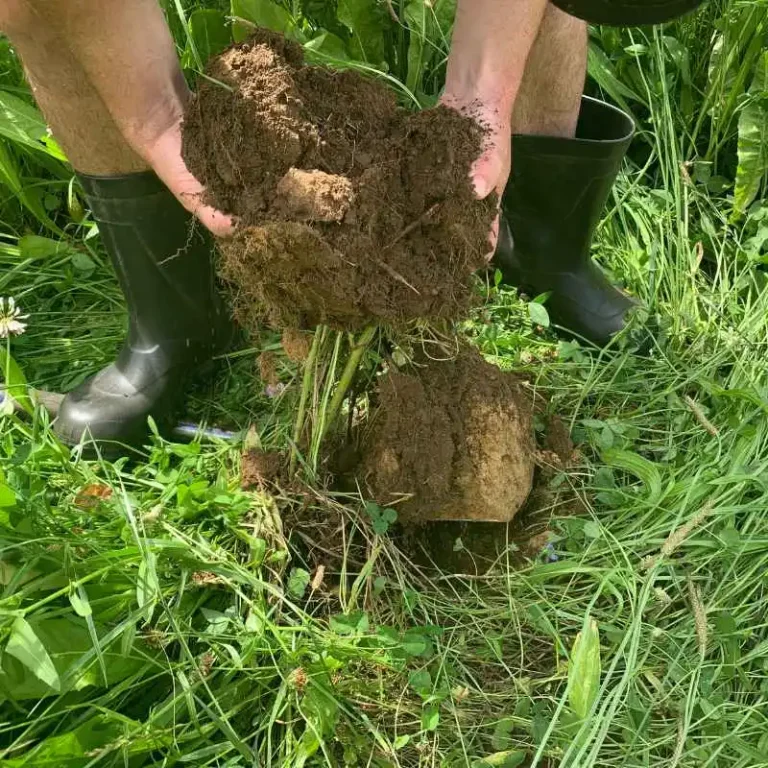 How Does pH Affect Plant Growth in Your Garden