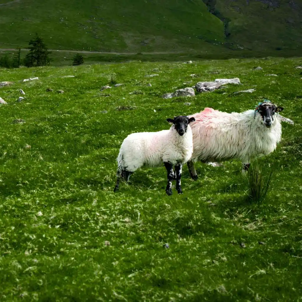 Simple Checks and Tips for Land Health