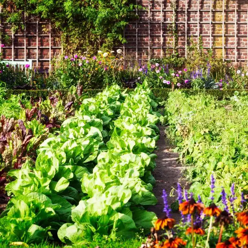 How Much Ironite to Use in Vegetable Gardens