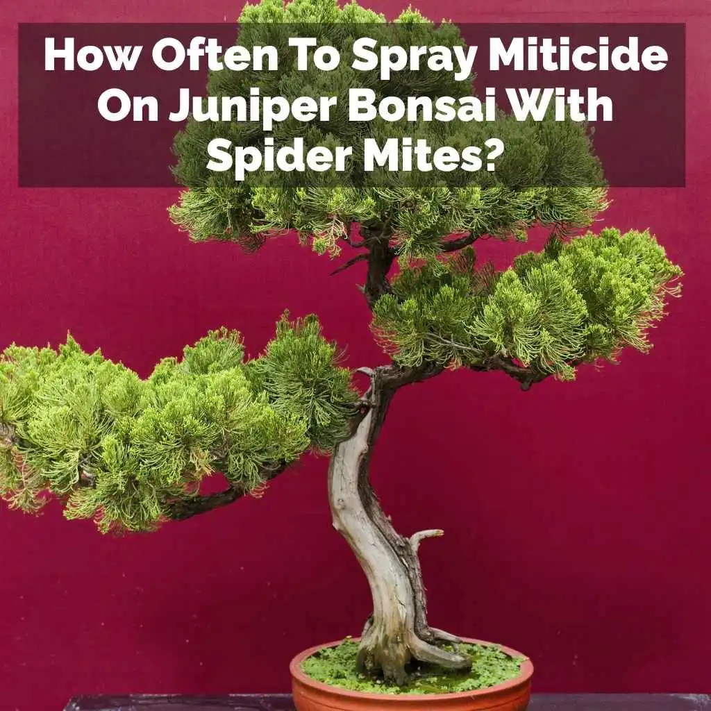How Often To Spray Miticide On Juniper Bonsai With Spider Mites?