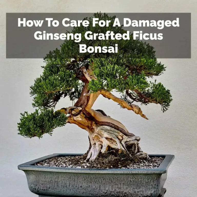 How To Care For A Damaged Ginseng Grafted Ficus Bonsai