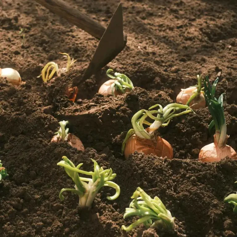 How To Grow Onions