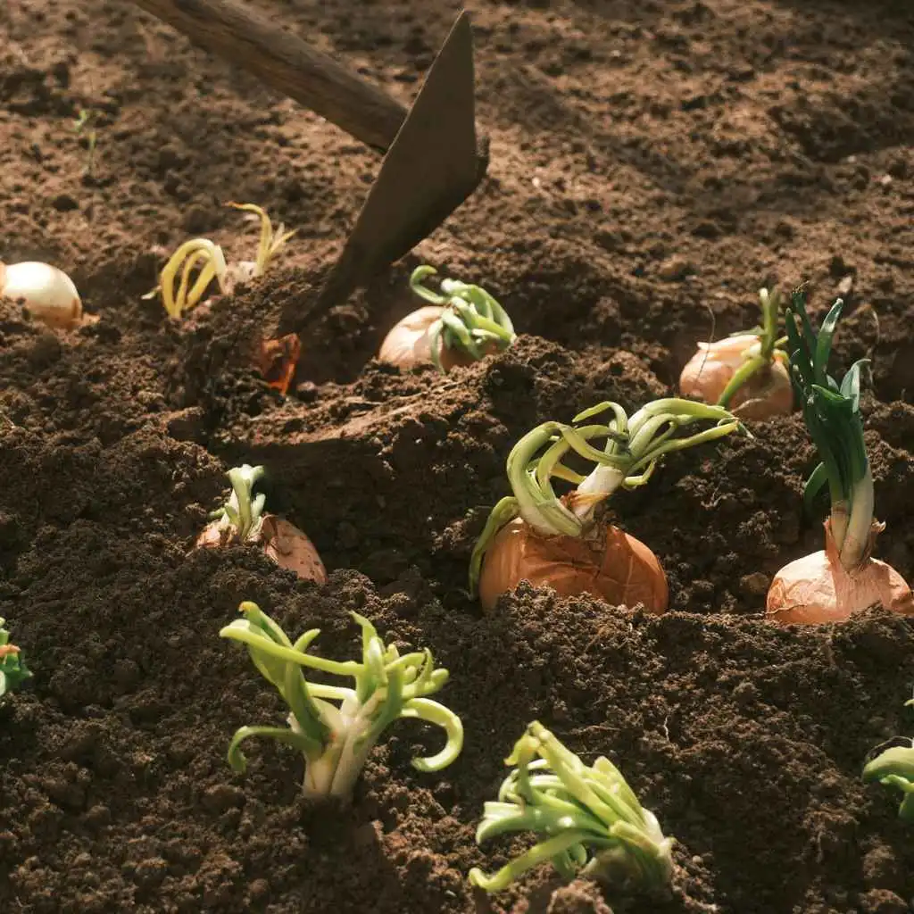 How To Grow Onions