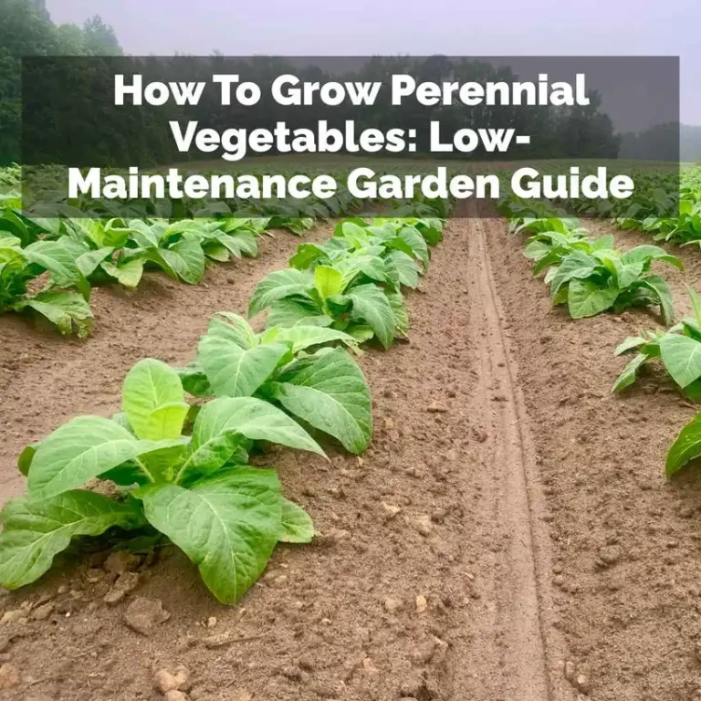How To Grow Perennial Vegetables